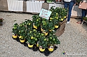VBS_6683 - FLOREAL Ottobre 2022 - Tre giorni di fiori, piante e bellezza